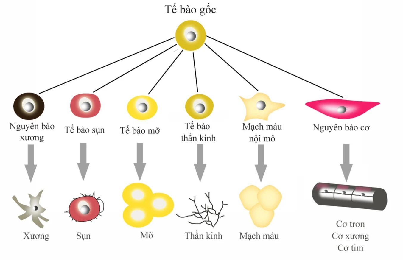 tế bào gốc điều trị đột quỵ