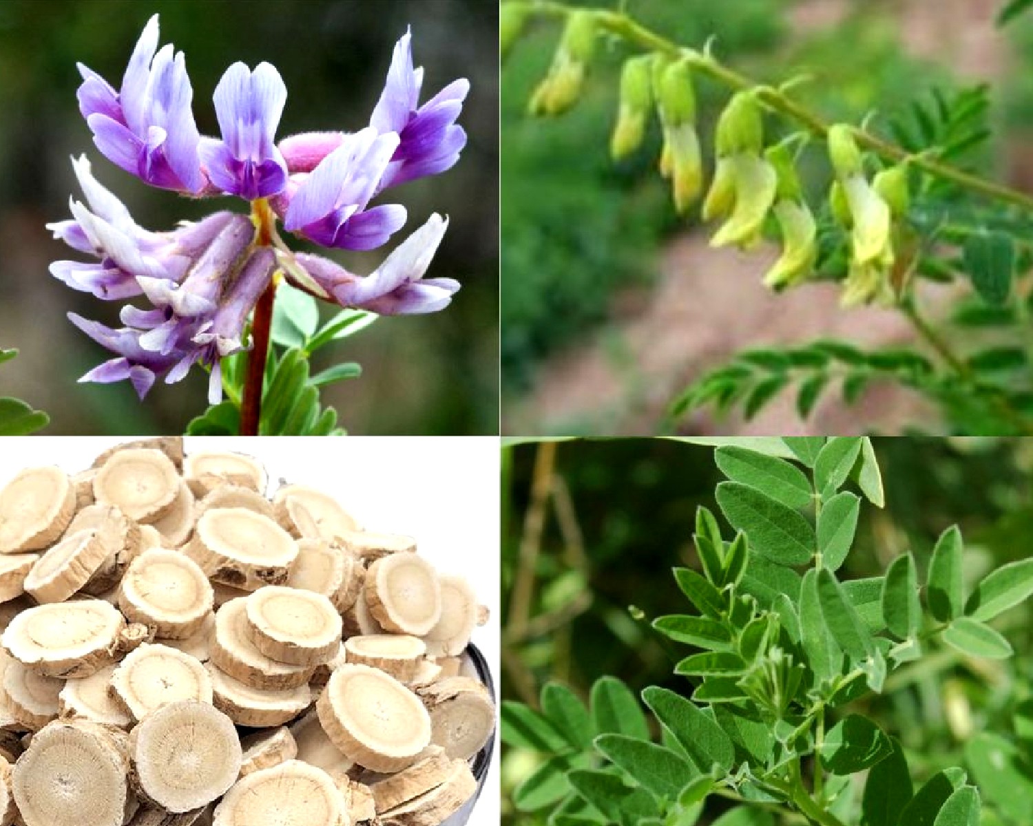 bài thuốc dân gian chữa thiếu máu não